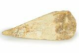 Fossil Spinosaurus Toe Claw - Kem Kem Beds #245569-2
